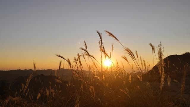 芦苇与落日 #风景  #夕阳总会落在你身上  #日落黄昏的天空很美